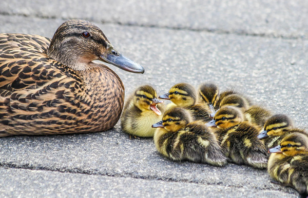 Mrs Duck and her ducklings